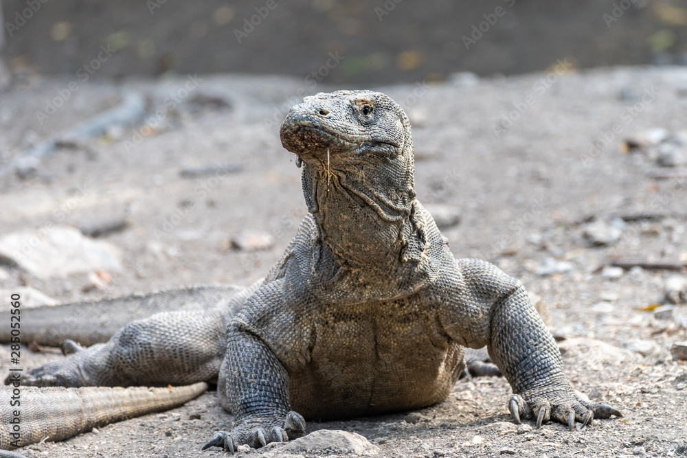 Fototapeta premium Komodowaran