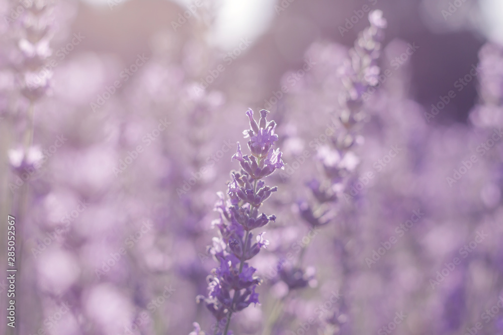 Purple lavender flowers close up, dreamlike bokeh background Purple lavender flowers close up, dreamlike bokeh background