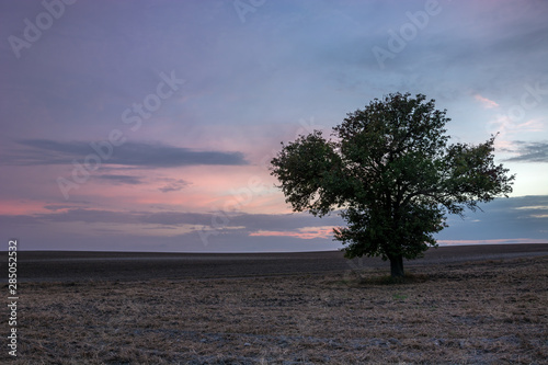 A large tree growing alone in the field