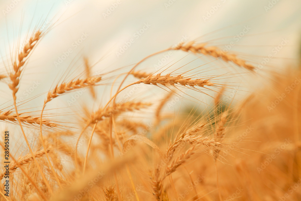 Wheat field with Ears of golden wheat. Rural Scenery under Shining Sunlight. Background of ripening ears of wheat field. Rich harvest Concept. Wheat field with Ears of golden wheat. Rural Scenery under Shining Sunlight. Background of ripening ears of wheat field. Rich harvest Concept.