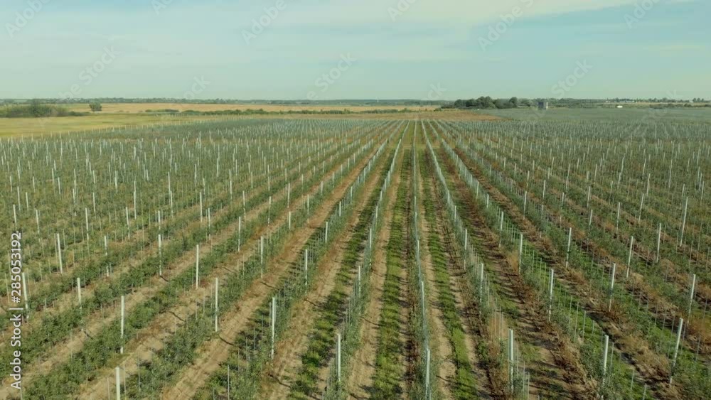 Apple Orchard Aerial View. Flying High Above an Apple Orchard. Flying A Drone Over Fruit Plantation. Apple Orchard Aerial View. Flying High Above an Apple Orchard. Flying A Drone Over Fruit Plantation.