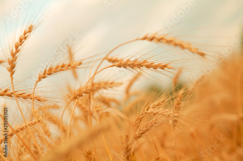 Wheat field with Ears of golden wheat. Rural Scenery under Shining Sunlight. Background of ripening ears of wheat field. Rich harvest Concept.