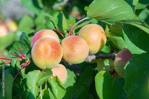 A bunch of apricots on a branch - Close-up of many apricots