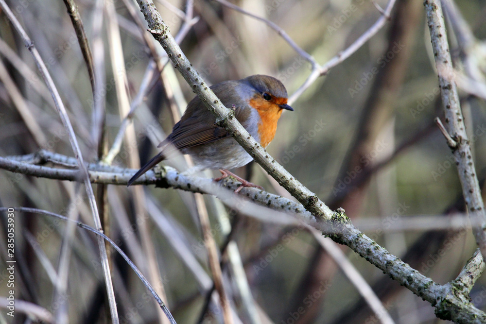 Naklejka premium robin on a branch