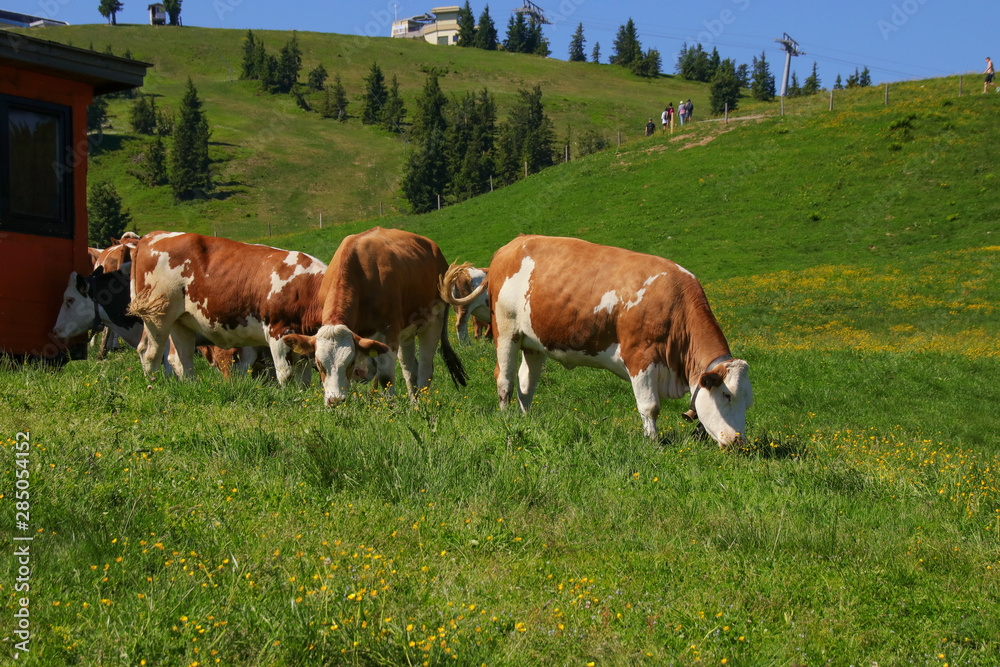 Cows grazing in Kaiser Mountains (Scheffau, Wilder Kaiser), Tyrol - Austria