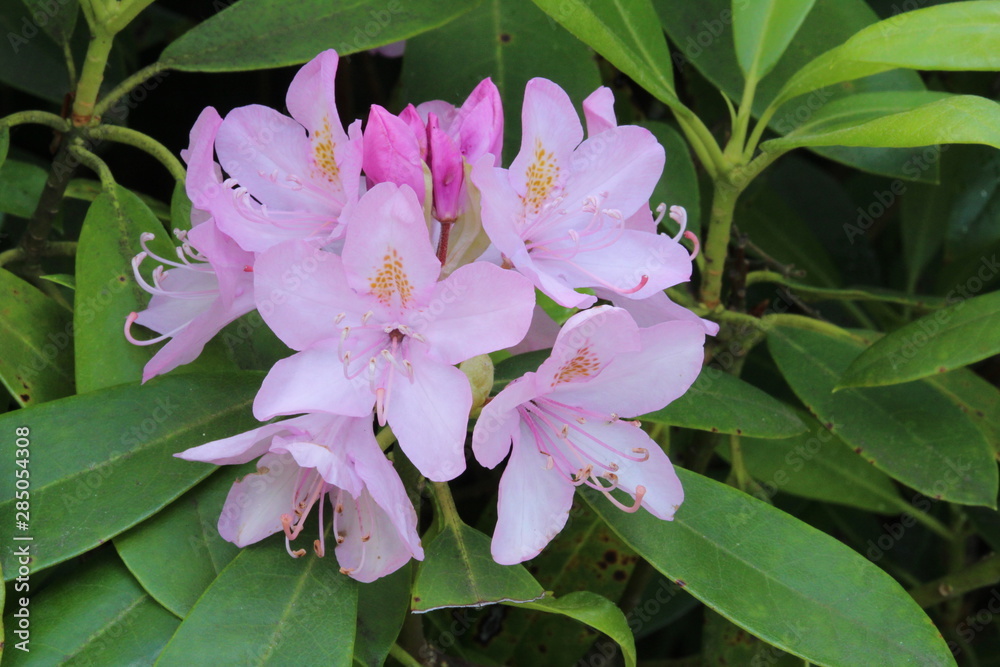 pink lily on a green background pink lily on a green background