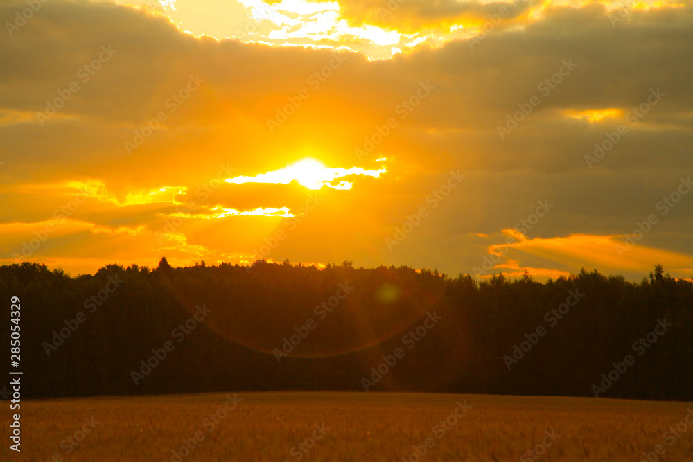 Obraz premium beautiful evening bright sky above the golden wheat field