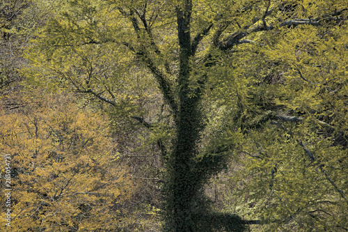 日本　大分県　九重町　九重夢大橋から　