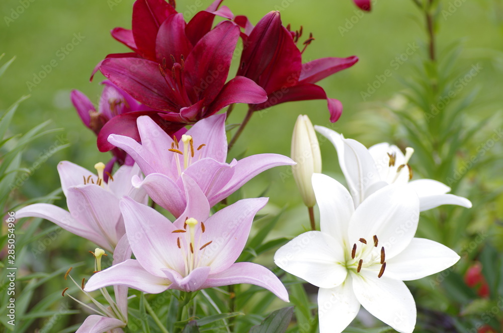 flower flower