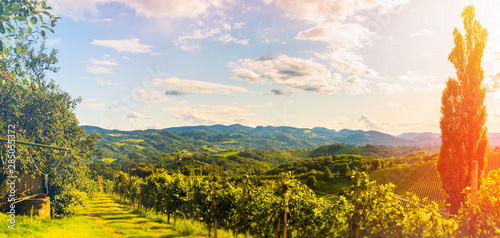 Panoramic view at vineyards tourist destination in Spicnik - south Styria. photo