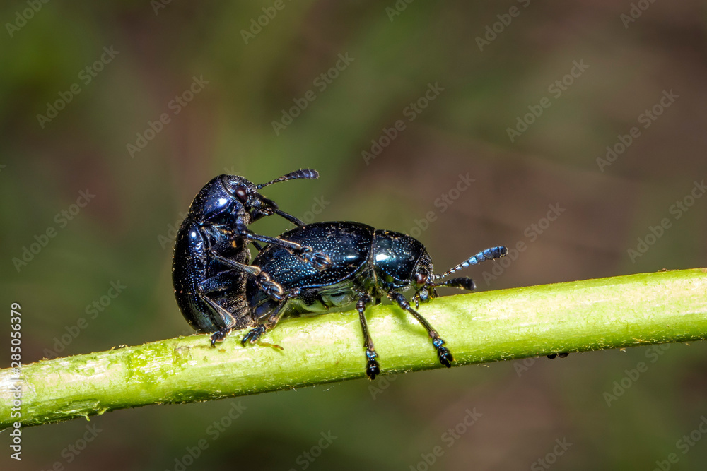 Image of blue milkweed beetle(Chrysochus pulcher) are mating on the branches on a natural background. Insect. Animal. Image of blue milkweed beetle(Chrysochus pulcher) are mating on the branches on a natural background. Insect. Animal.