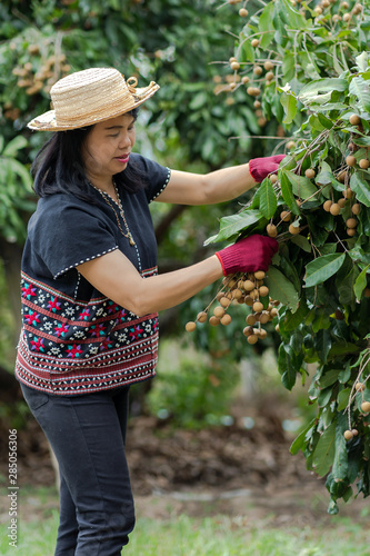 Woman farmer and fresh Longan fruit at organic farm
