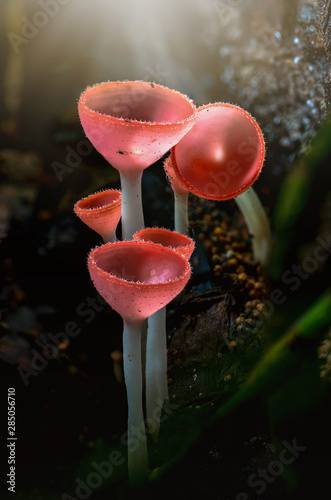 Orange mushroom or Champagne mushroom in rain forest, Thailand. Selective Focus.