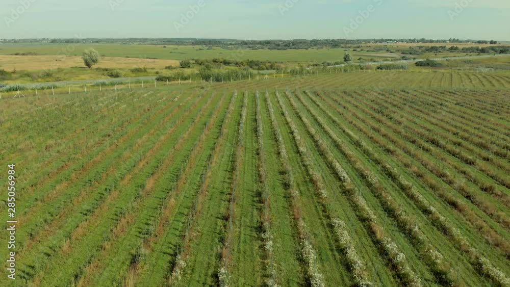 Apple Orchard Aerial View. Flying High Above an Apple Orchard. Flying A Drone Over Fruit Plantation. Apple Orchard Aerial View. Flying High Above an Apple Orchard. Flying A Drone Over Fruit Plantation.