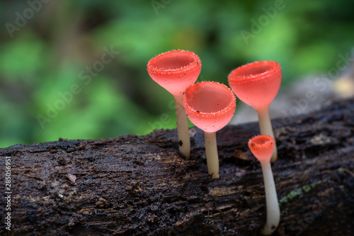 Orange mushroom or Champagne mushroom in rain forest, Thailand. Selective Focus..