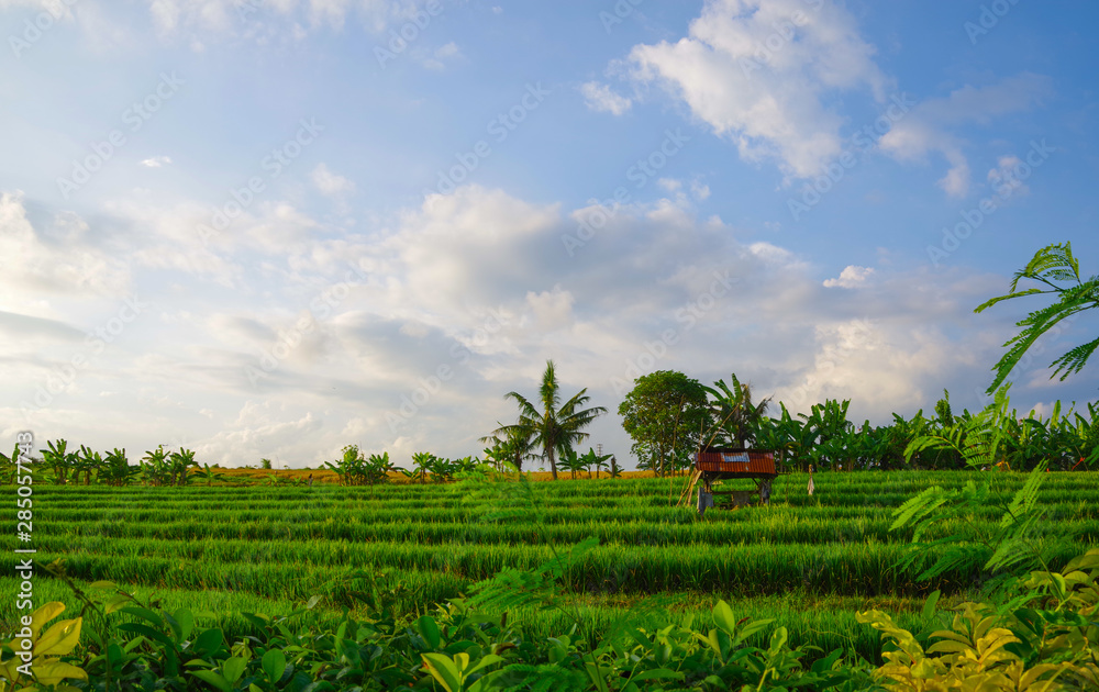 Rice field in Bali Rice field in Bali