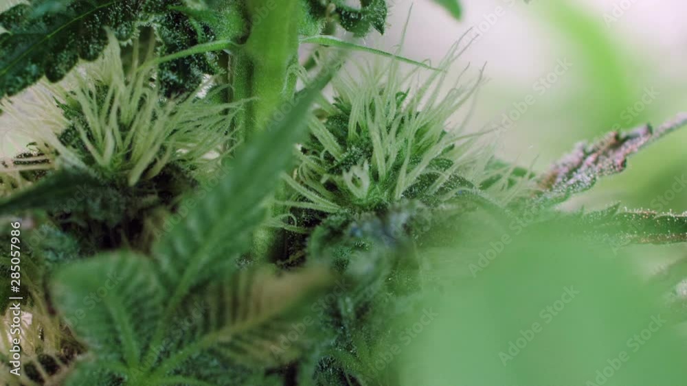 Hemp Growing Indoors Slow Motion