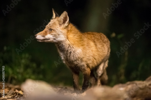 Fox listening carefully at night.