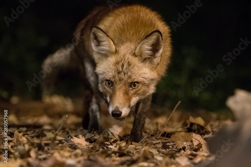Fox in search of food.