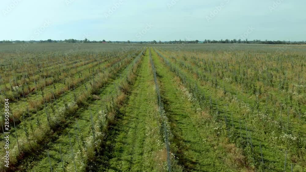 Apple Orchard Aerial View. Flying High Above an Apple Orchard. Flying A Drone Over Fruit Plantation. Apple Orchard Aerial View. Flying High Above an Apple Orchard. Flying A Drone Over Fruit Plantation.