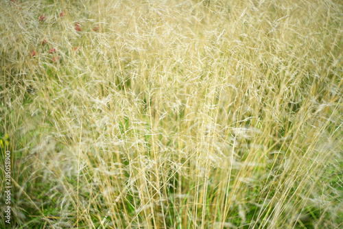 Stalks of ears of wild cereals in field. Summer day. © sandipruel