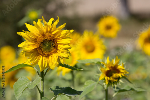 Sonnenblume