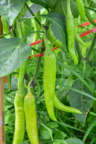 Banana Pepper, Paprika, Garden Pepper, Chili Pepper, Chili Plant, Red Pepper 