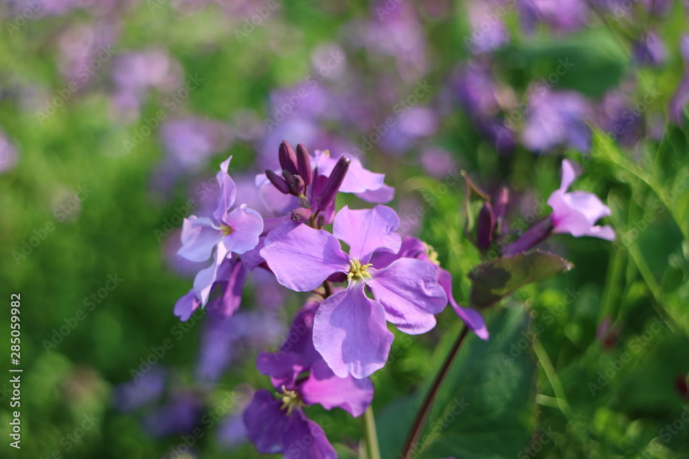紫色の花を咲かすオオアラセイトウ Stock Photo Adobe Stock
