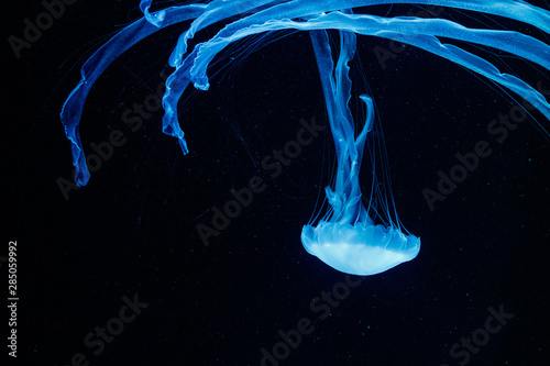 macro of a beautiful jellyfish chrysaora chinensis photo