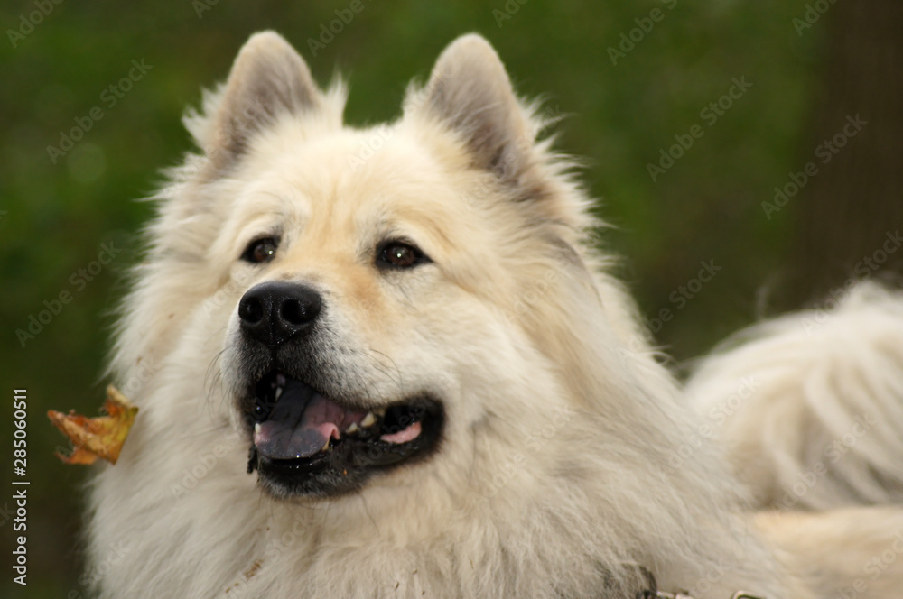Die blaue Zunge des Eurasier Hund Die blaue Zunge des Eurasier Hund