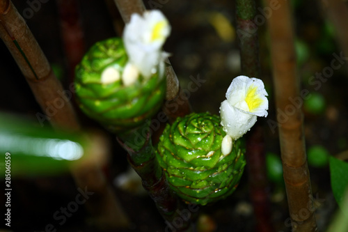 Costus dubius photo