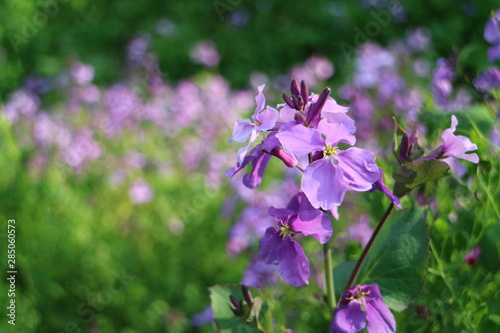 Fototapeta Naklejka Na Ścianę i Meble -  紫色の花を咲かすオオアラセイトウ