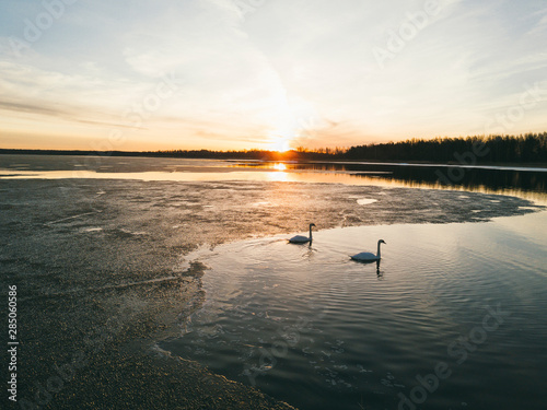 White swans. Sunset over the pond.