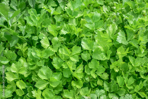 Wallpaper Mural Celery, Celery from Thailand country Torontodigital.ca