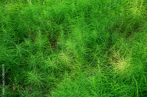 Grass in the forest, texture grass, close up, abstract background