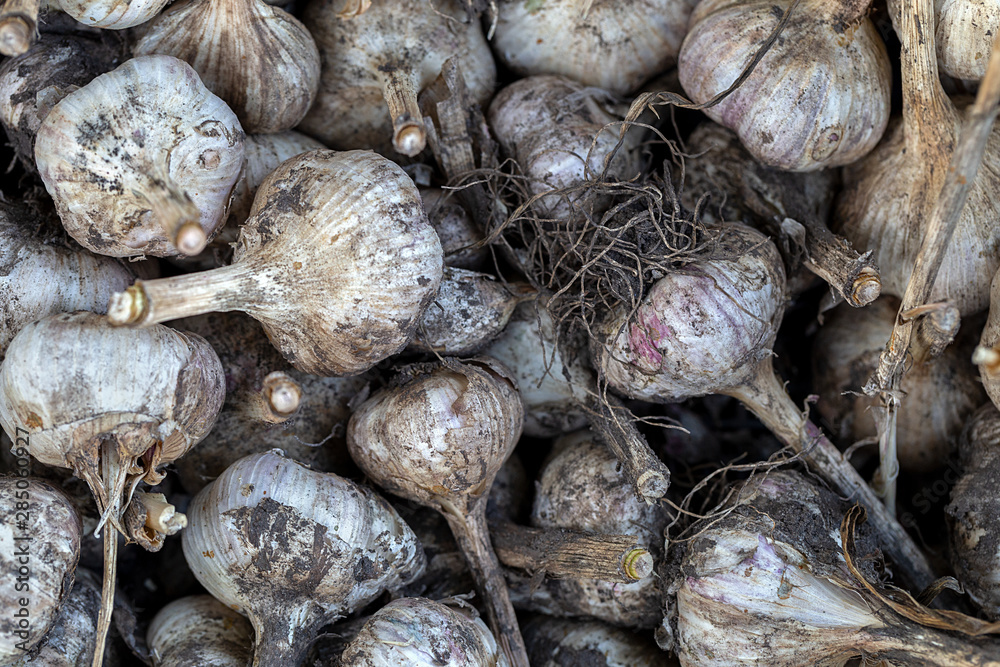 Healthy organic food. Fresh harvest of garlic. Vegetables background