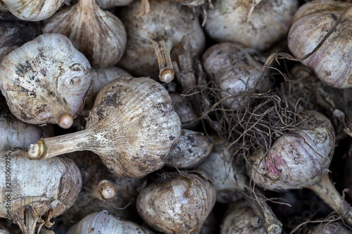 Healthy organic food. Fresh harvest of garlic. Vegetables background
