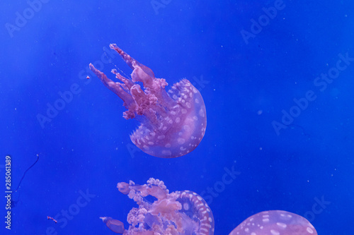 macro of a beautiful jellyfish mastigias papua