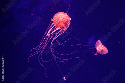 macro of a beautiful jellyfish chrysaora quinquecirrha © Minakryn Ruslan 