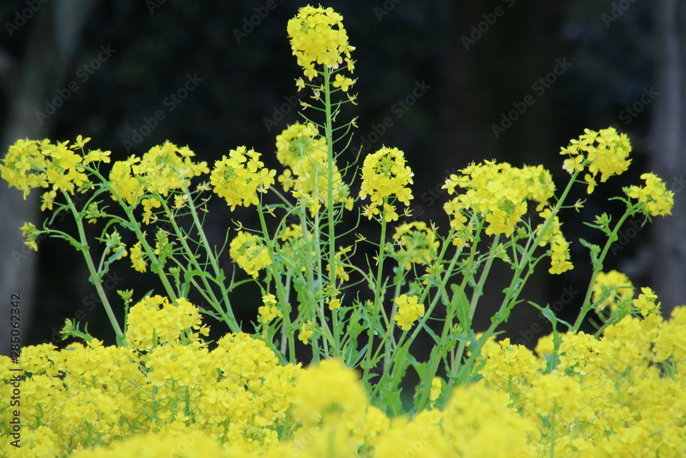 Fototapeta premium 菜の花