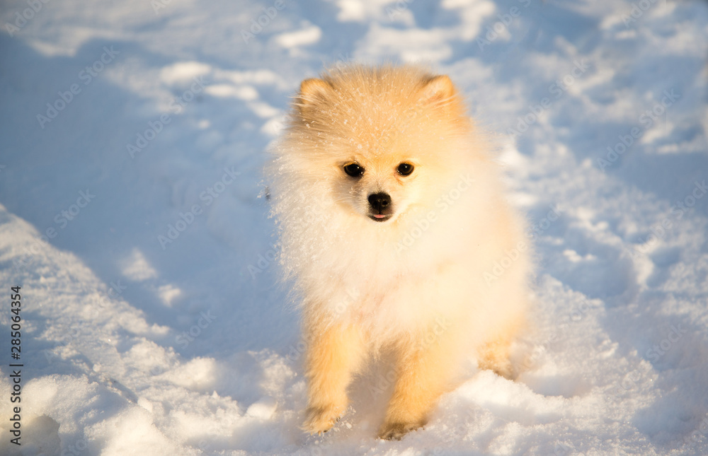 Pomeranian Dog on snow