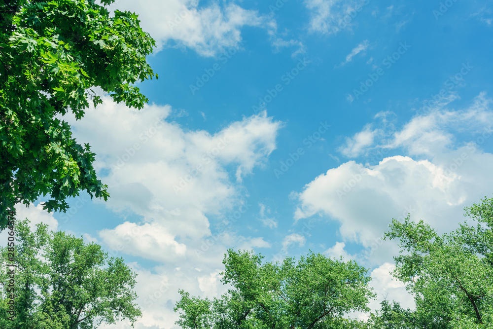 Blue sky, clouds, crowns trees, abstract background, copy space Blue sky, clouds, crowns trees, abstract background, copy space