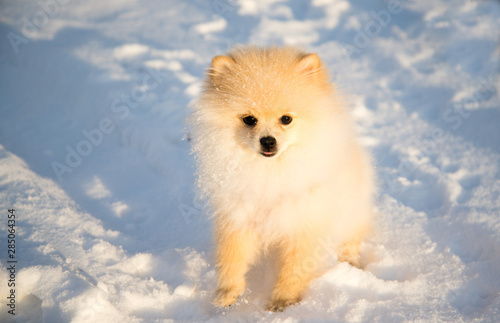Pomeranian Dog on snow © woff