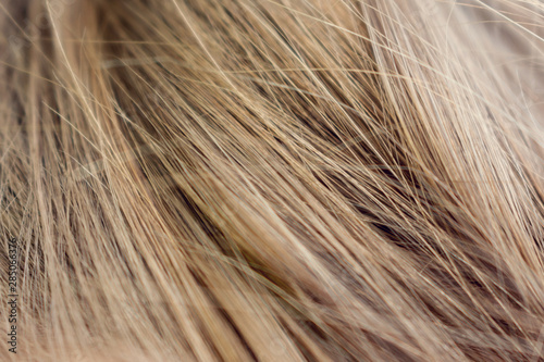 Wallpaper Mural Beautiful long hair texture, light brown hair Torontodigital.ca