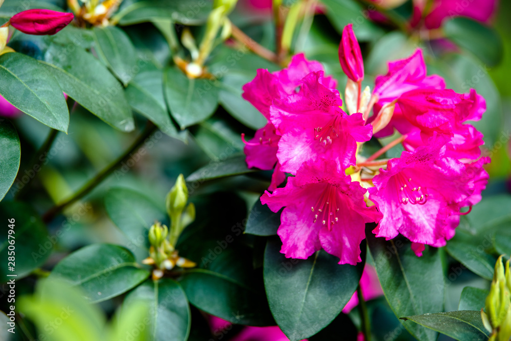 Violet rhododendron blooms against the background of green grass Violet rhododendron blooms against the background of green grass