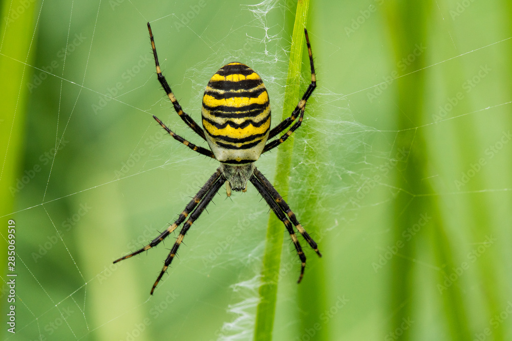 Spider Argiope Bruennichi on its web Spider Argiope Bruennichi on its web