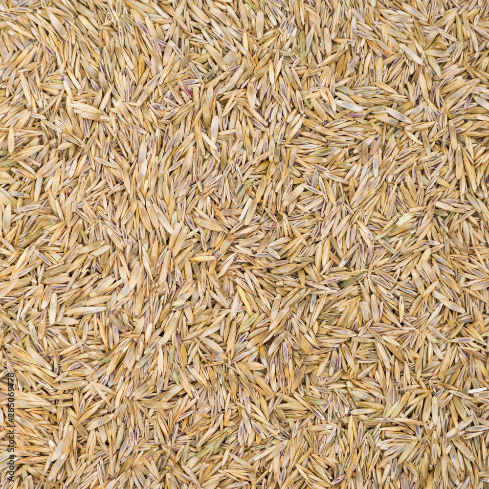 Grass seeds top view for texture or background