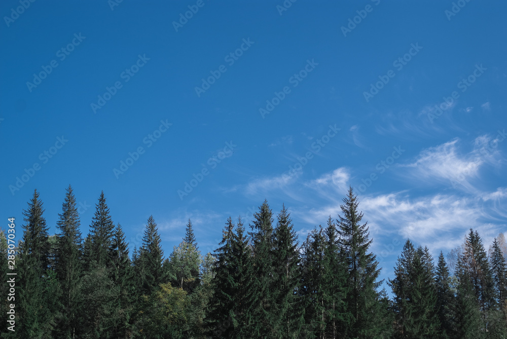 The beautiful scenic forests on sky background in Carpathian Mountains, Ukraine