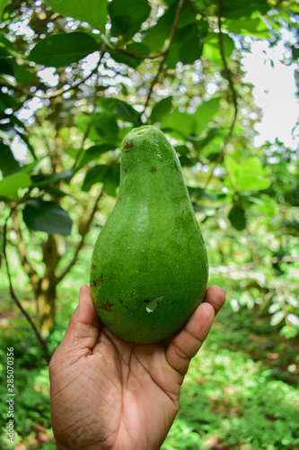 avocado tree, avocado from Thailand country