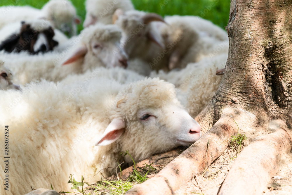 Fototapeta premium Flock of sheep lying in a green meadow
